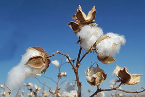 مجمع عمومی عادی سالیانه شرکت خدمات پنبه و الیاف نساجی ایران برگزار گردید
