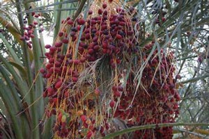 تأثیر خاکستر زائدات خرما در حذف رنگ از فاضلاب نساجی