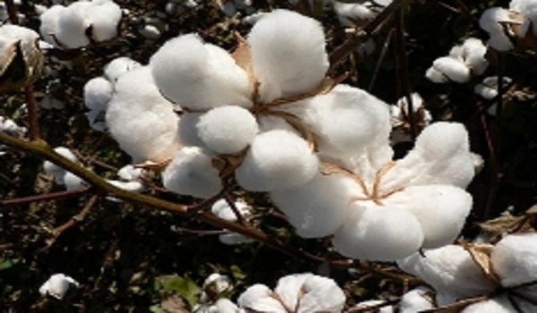 الیاف طبیعی