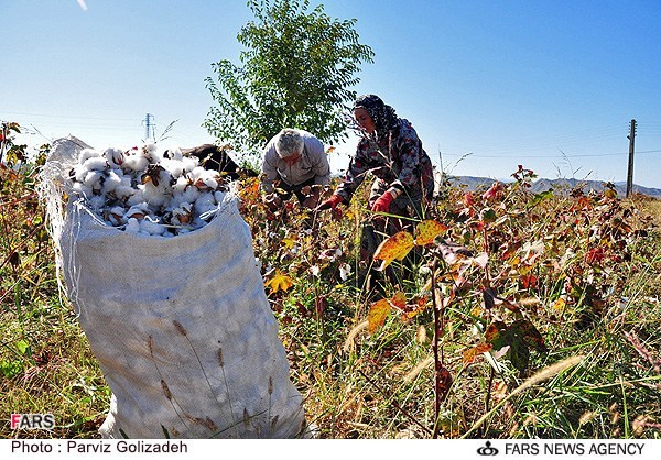 تولید پنبه ایران