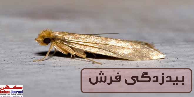 راه های پیشگیری بیدزدگی فرش