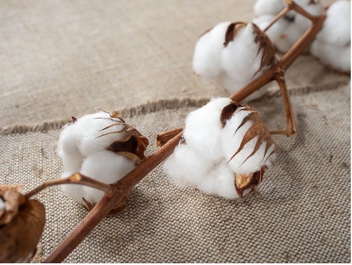 الیاف طبیعی و گیاه پنبه